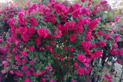 2025-06-17 Sochowa Zagroda (13)