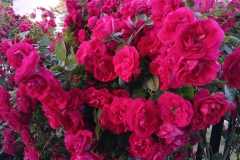 2025-06-17 Sochowa Zagroda (14)