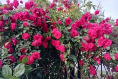 2025-06-17 Sochowa Zagroda (15)