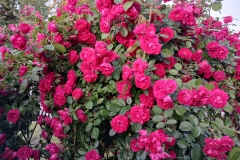 2025-06-17 Sochowa Zagroda (16)