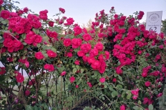 2025-06-17 Sochowa Zagroda (17)