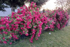 2025-06-17 Sochowa Zagroda (18)