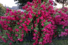 2025-06-17 Sochowa Zagroda (19)