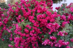 2025-06-17 Sochowa Zagroda (20)