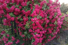 2025-06-17 Sochowa Zagroda (21)