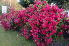 2025-06-17 Sochowa Zagroda (22)