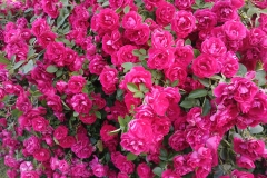 2025-06-17 Sochowa Zagroda (23)