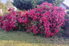 2025-06-17 Sochowa Zagroda (24)