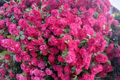 2025-06-17 Sochowa Zagroda (25)