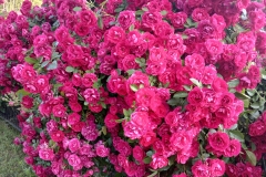 2025-06-17 Sochowa Zagroda (26)