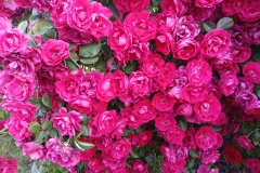 2025-06-17 Sochowa Zagroda (27)