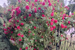 2025-06-17 Sochowa Zagroda (4)