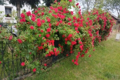 2025-06-17 Sochowa Zagroda (5)