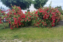 2025-06-17 Sochowa Zagroda (6)