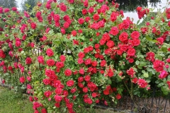 2025-06-17 Sochowa Zagroda (7)