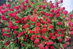 2025-06-17 Sochowa Zagroda (8)