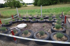 2025-07-25 Sochowa Zagroda (2)