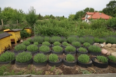 2025-07-25 Sochowa Zagroda (4)