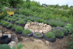 2025-07-25 Sochowa Zagroda (5)