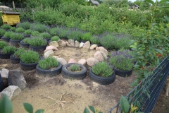 2025-07-25 Sochowa Zagroda (7)