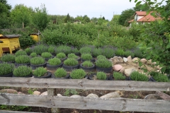 2025-07-25 Sochowa Zagroda (8)