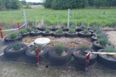 2025-08-03 Sochowa Zagroda - lawenda (1)