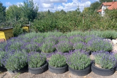 2025-08-03 Sochowa Zagroda - lawenda (11)