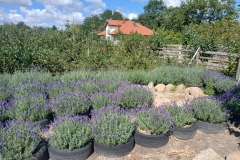 2025-08-03 Sochowa Zagroda - lawenda (12)