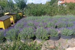 2025-08-03 Sochowa Zagroda - lawenda (13)