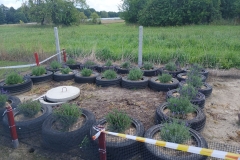 2025-08-03 Sochowa Zagroda - lawenda (2)