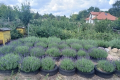 2025-08-03 Sochowa Zagroda - lawenda (3)