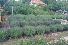 2025-08-03 Sochowa Zagroda - lawenda (4)