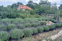 2025-08-03 Sochowa Zagroda - lawenda (5)