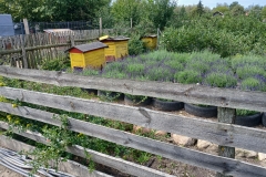 2025-08-03 Sochowa Zagroda - lawenda (6)