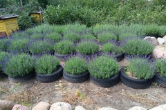 2025-08-03 Sochowa Zagroda - lawenda (7)