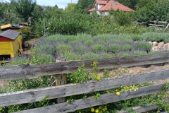 2025-08-03 Sochowa Zagroda - lawenda (8)