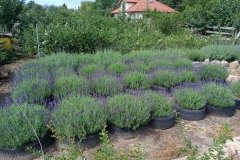 2025-08-03 Sochowa Zagroda - lawenda (9)