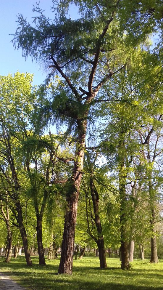 2018-04-22 Nowe Miasto - pałac (27)