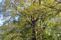 2018-04-22 Nowe Miasto - pałac (25)