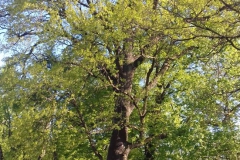 2018-04-22 Nowe Miasto - pałac (26)