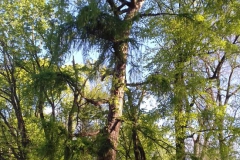 2018-04-22 Nowe Miasto - pałac (27)