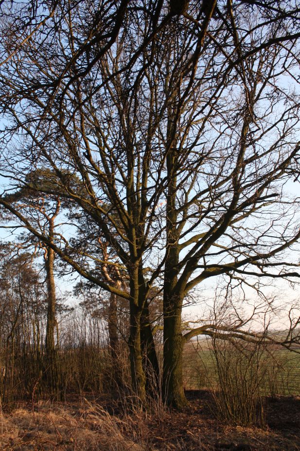 2019-02-18 Prusy - cm. z I wojny światowej (56)