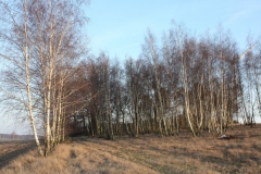 2019-02-18 Prusy - cm. z I wojny światowej (86)