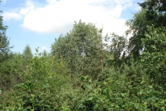 2007-06-24 Roszkowa Wola - cm. z I wojny światowej (16)