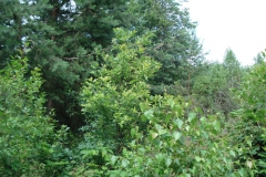 2007-06-24 Roszkowa Wola - cm. z I wojny światowej (17)