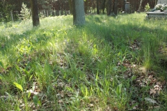 2018-05-13 Stanisławów Lipski - cmentarz ewangelicki (33)