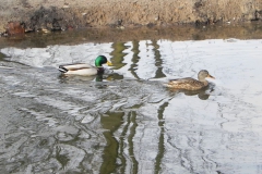 2010-01-04 Ujazd - pałac i młyn (21)