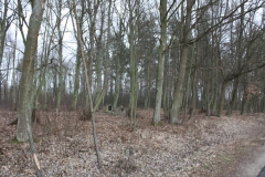 2019-02-15 Stolniki - cm. z I wojny światowej (4)