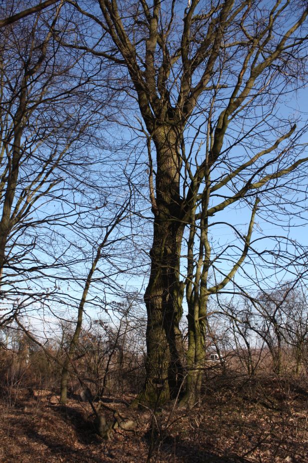 2019-02-23 Annosław - cm. z I wojny światowej (44)