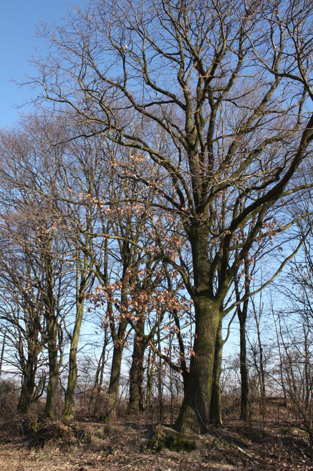 2019-02-23 Annosław - cm. z I wojny światowej (54)